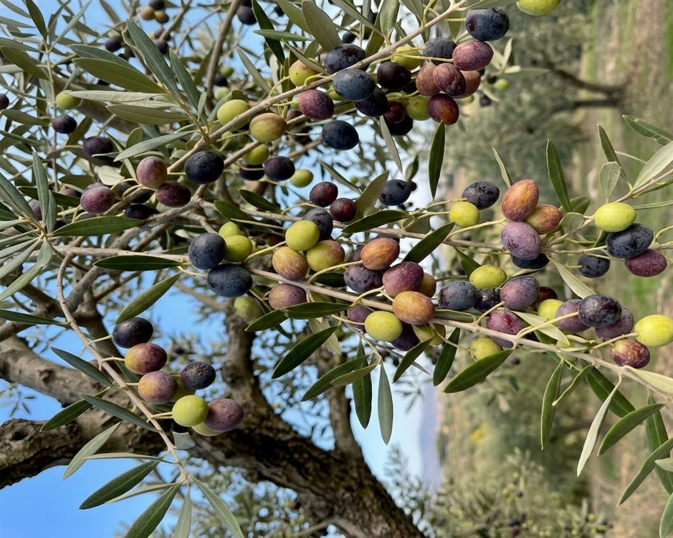 זן סורי - הזן העתיק ביותר שגדל בישראל